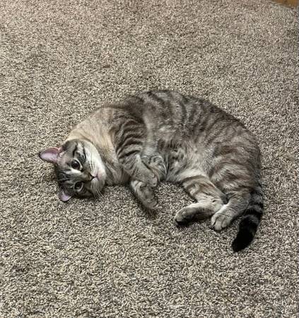 Lynx Point Siamese - Free to good home63671554462465123