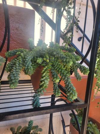 Burro's Tail Plants 1
