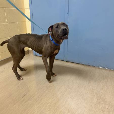 Found Dog on Route 51 near Neville Island bridge (15143)63882278991363120