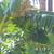 Banana trees for sale!!! 3 thumbnail