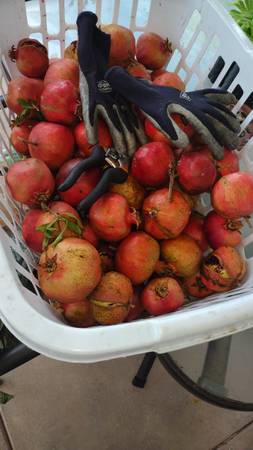 Pomegranates pic from backyard tree $1 1