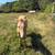Quarter horse filly 9 thumbnail