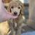 Standard Poodle 2 thumbnail