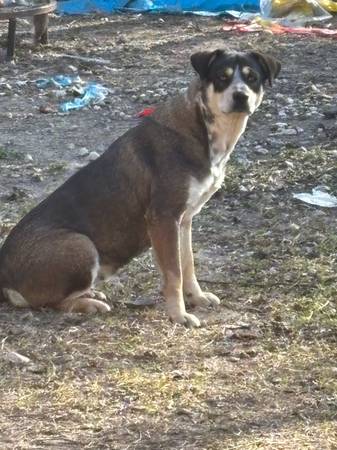 Rehoming young female mix 1