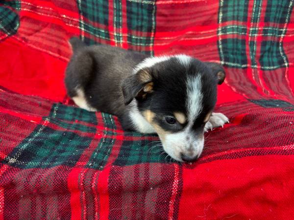 Cattlejack/Aussie puppies (Des Moines)63671589135489120