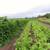 12 Acres of Farmland for Rent $85/Acre 13 thumbnail