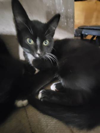 Tuxcedo kitten (Graham)588686753939466243