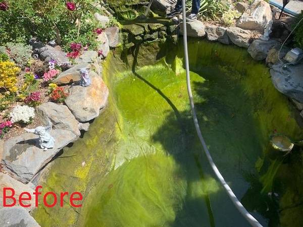 Pond and Water Gardens - $1 (Lancaster)63470988075267120