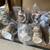 30- Miscellaneous Vintage Beer Steins 5 thumbnail
