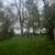 Free black walnut trees 2 thumbnail