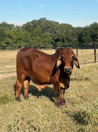 Red Brahman Bull Polled 1