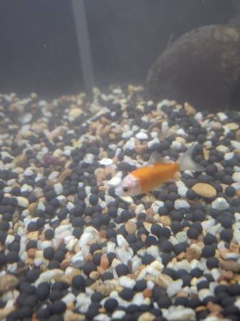 Rehoming comet goldfish (Auburn)63679359590915120