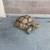 Sulcata Tortoise 1 thumbnail