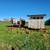 Laying hens 2 thumbnail