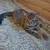 kittens 2 thumbnail