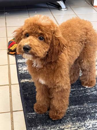 Cachorros de Poodle Miniatura (Norman)63670590944899123