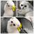 Scottish fold and straight kittens 6 thumbnail