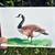 Original Canada Goose Illustration - Hand-Signed 8"x5 Watercolor & Ink 1 thumbnail