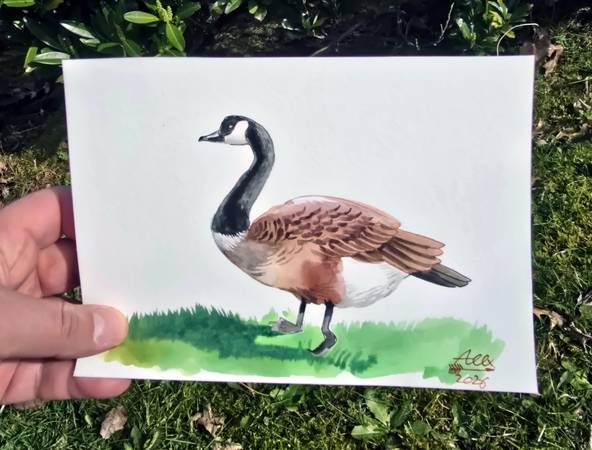 Original Canada Goose Illustration - Hand-Signed 8"x5 Watercolor & Ink 1