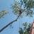 TREE SERVICE 9 thumbnail