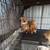 Chihuahua rat terrier mixes best offer 3 thumbnail