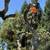 TREE CLIMBER 3 thumbnail