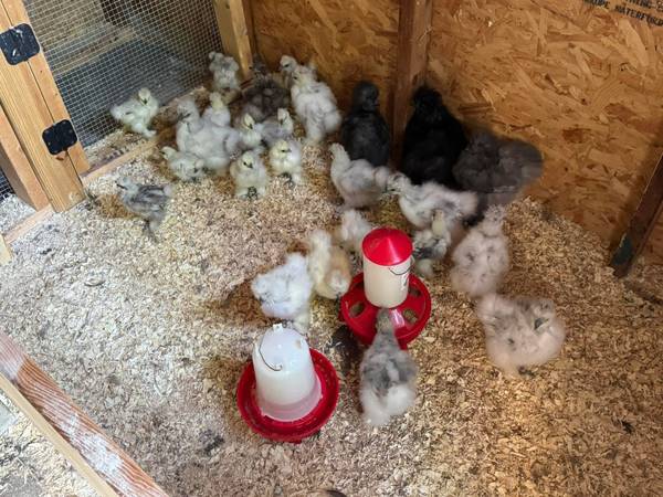 Pollitos Silkie y huevos de incubación63661209801217120