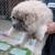 Chow Chow Puppies 1 thumbnail