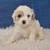 Cavapoos 6 thumbnail