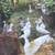 Dutch Hookbill Duck Pairs 7 thumbnail