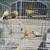 Canaries 5 thumbnail