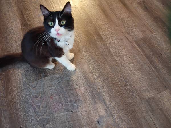 free to good home (piketon)