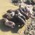 Newborn piglets 2 thumbnail