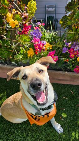 Foster Dog Looking for Home (hayward / castro valley)63941740282627122