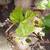 Vitis Vinifera Grapevine Plant 2 thumbnail