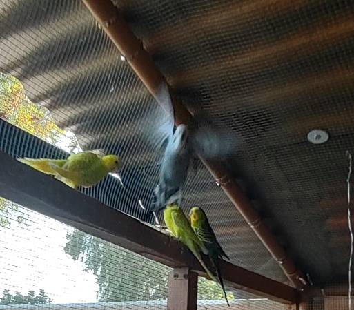 Loros de amor (Indio)63439123773955122
