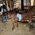 Purebred Nubian Milking Goat 3 thumbnail