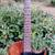 Guitar 1 thumbnail