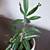 Adorable Mother of Thousands Plant in White 'Joy' Ceramic Pot 5 thumbnail