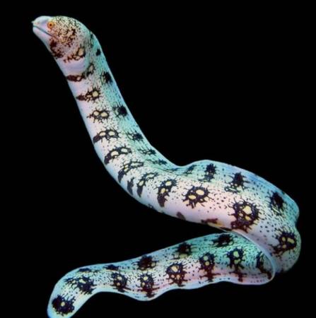 Eel 1