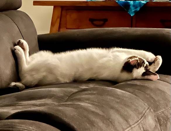 Lost Cat- ***REWARD $300*** (Millersburg)63839339945219123