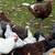 Jubilee Orpington Pullets/Hens 1 thumbnail