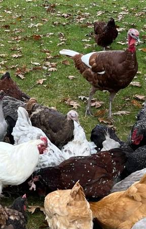 Jubilee Orpington Pullets/Hens 1