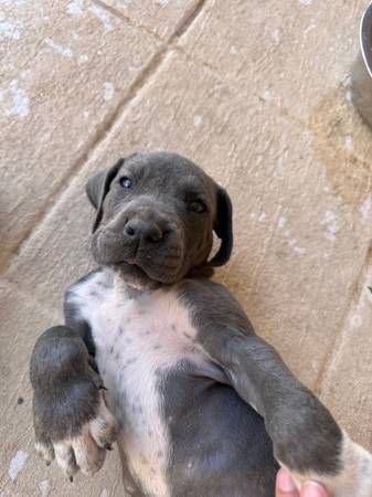Gran Danes 1
