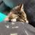 Free kittens 6 thumbnail