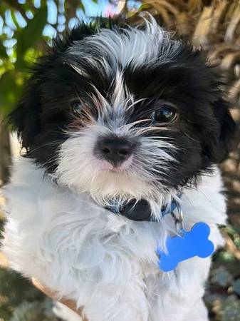 ShihTzu puppies rehoming 1