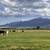 Horse Boarding Available 1 thumbnail