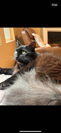 BIG REWARD, if you find missing cat! (Oxnard)63981437406850120