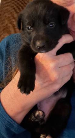 Puppies Need Homes (Anniston)63612565729665123