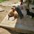 puppies 7 thumbnail
